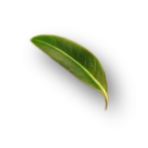 leaf